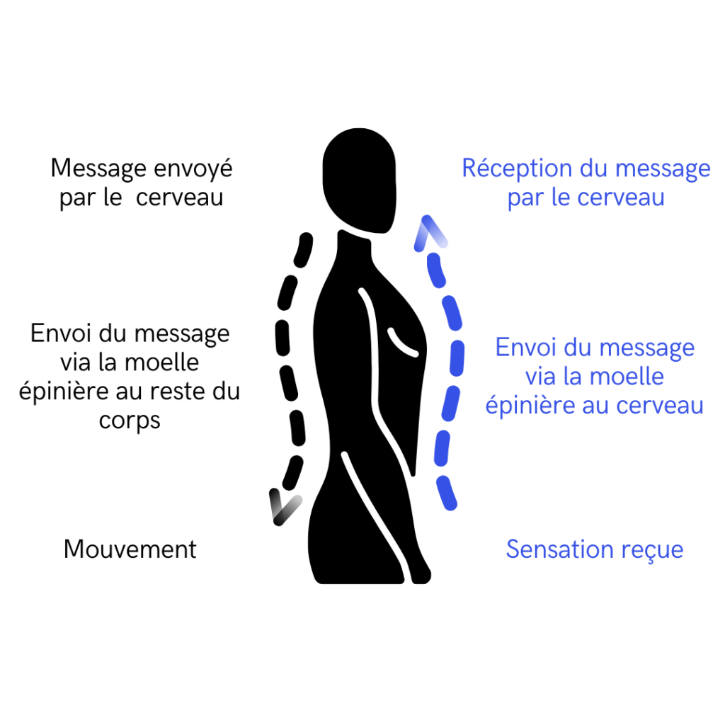 Schéma illustrant la transmission des messages entre le cerveau et le corps : flèches indiquant l’envoi du message moteur via la moelle épinière et le retour du message sensoriel vers le cerveau.
